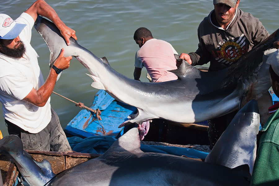  Bringing the sharks ashore   Essaouira   Morocco
